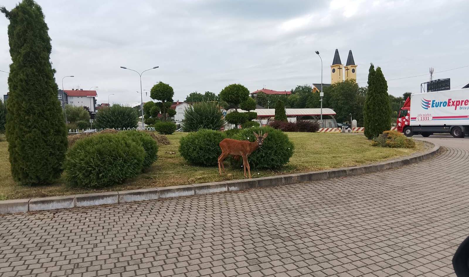 Neobičan pozer nadomak centra Banjaluke: Lane usred kružnog toka FOTO