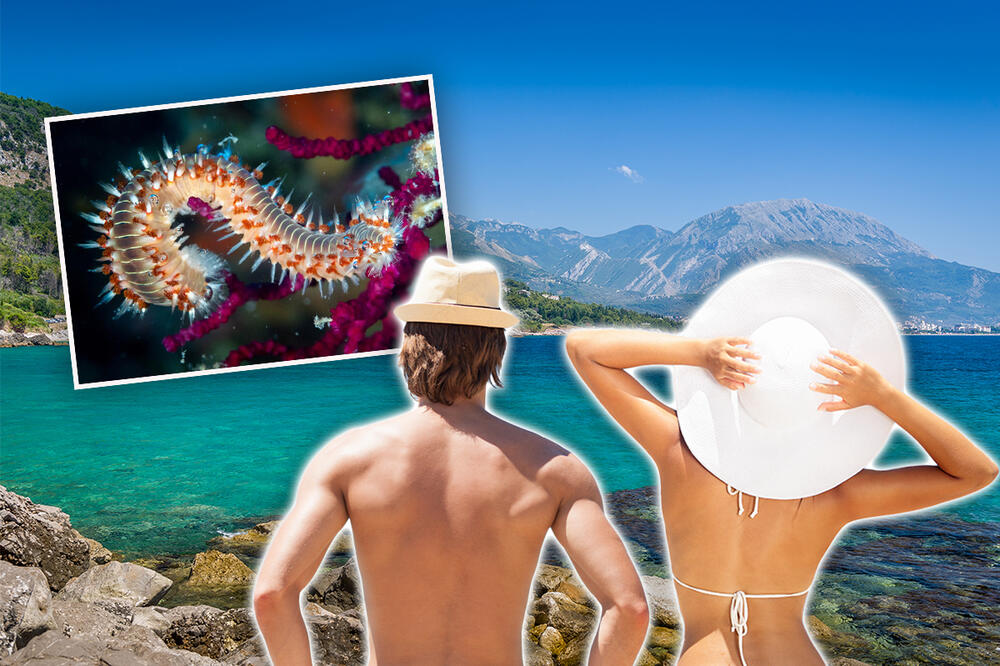 Ubod zna biti itekako bolan: Vatreni crv na hrvatskim plažama