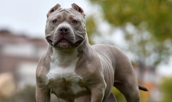 Nije joj bilo spasa: Psi rastrgli vlasnicu dok je slavila rođendan