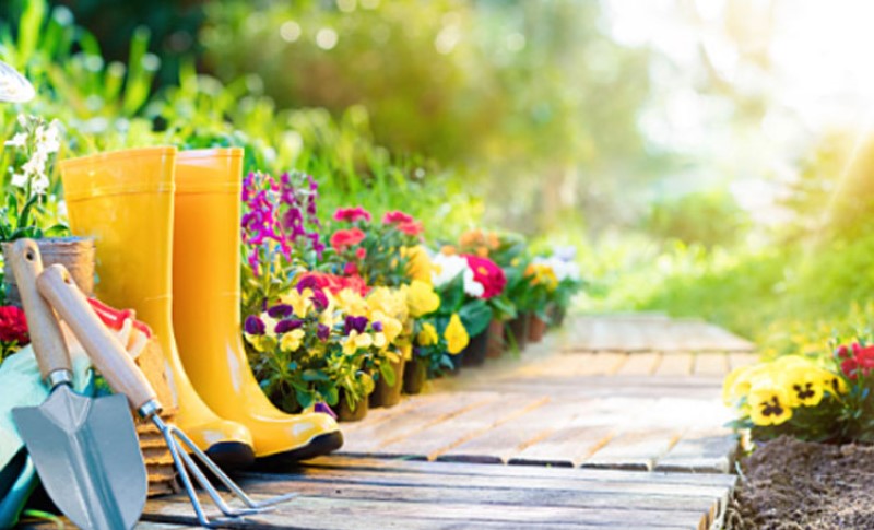 Ne, ne – ona nije sam ukras, baš naprotiv: Ova biljka iz vaše bašte pravo je blago za zdravlje