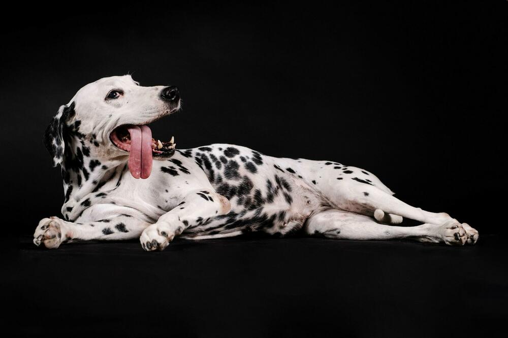 Drama u Laktašima: Dalmatinac ugrizao dijete, vlasnik psa uhapšen