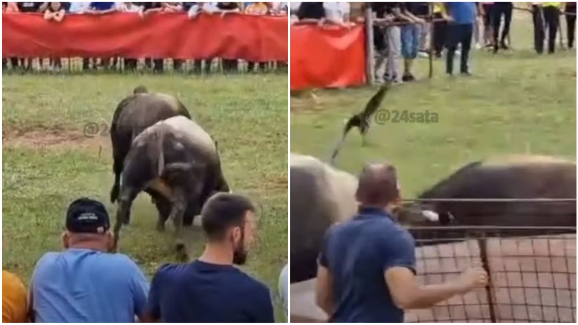 Dva bika podivljala na koridi: Jedan probo čovjeka u stomak VIDEO