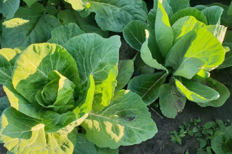 Štetočine napadaju kupus: Ovo su preporuke stručnjaka za zaštitu