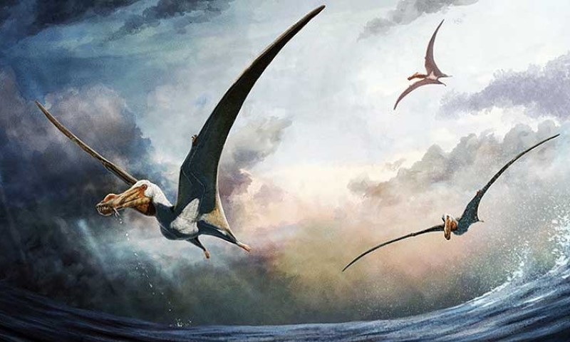 Sasvim slučajno: U Australiji otkrivene kosti letećeg dinosaura s masivnim jezikom