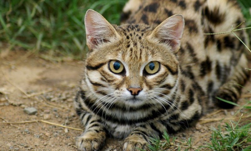 Skoro pa nestvarno! Mačka preživjela pad od 115 metara koji je ubio dvoje ljudi