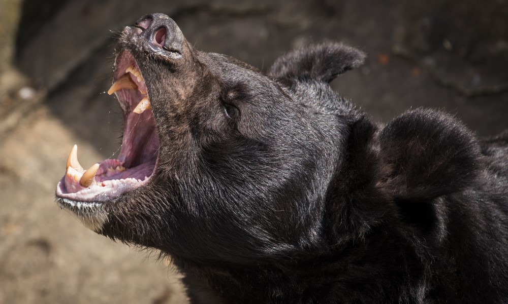Policija morala upucati životinju: Muškarac skočio u prostor za medvjede