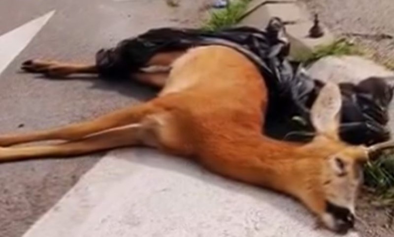 Scena koju bi mnogi da zaborave: Na ulici u Banjaluci pronađen uginuo srndać VIDEO