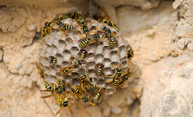 Bježe čim ga osjete: Ovaj miris je prava “zamka” za dosadne ose i stršljenove