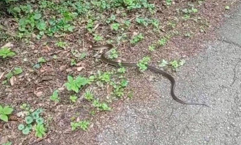 Uvlače se u kuće i stanove: Zmije napravile mnogo posla vatrogascima u ovom dijelu BiH