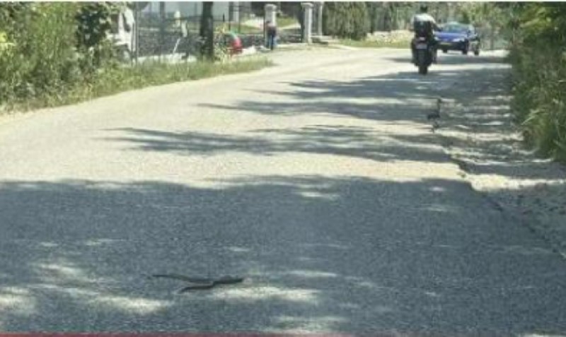 Neugodan susret na ulici u Banjaluci: Visoke temperature “izvukle” zmije napolje