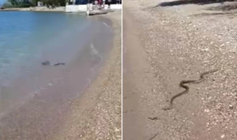 Ogromna zmija isplivala iz mora: Neprijatno iznenađenje na plaži u Grčkoj VIDEO