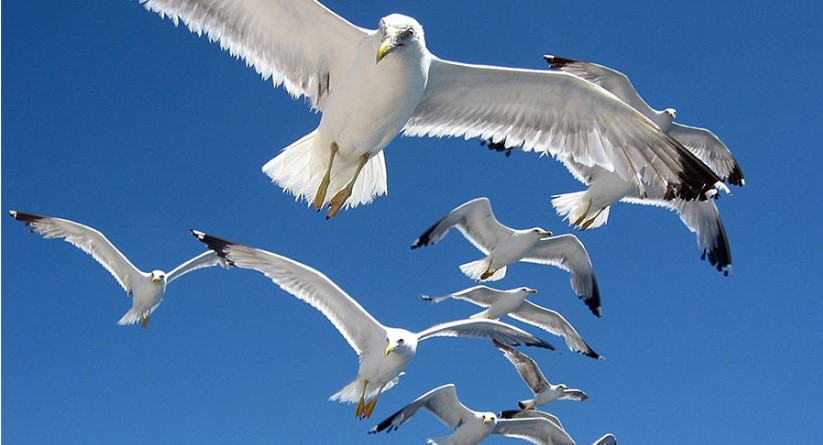 Galebovi napali djevojku: “Počela sam vrištati, mislila sam da će mi oči iskopati”