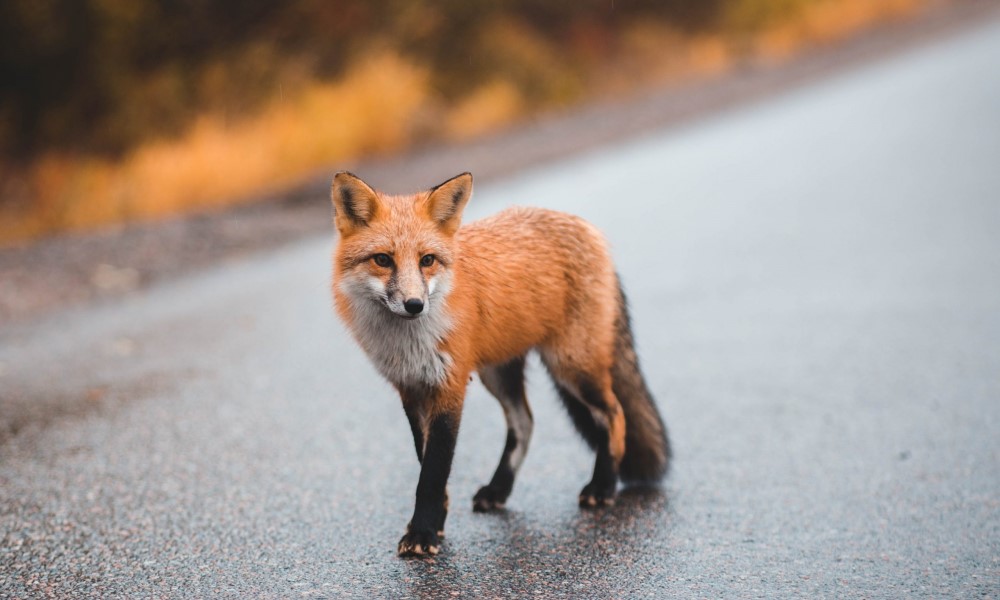 Neugodan prizor: Lisicu usmrtio automobil usred grada FOTO