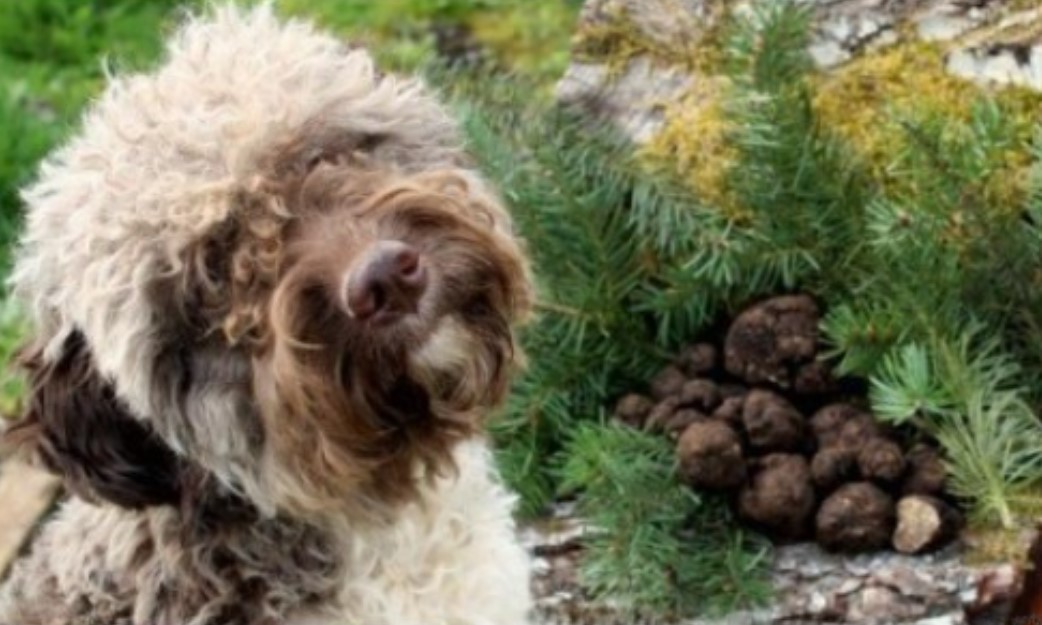 Potražnja velika, cijene još veće: Tartufi sve popularniji u Srpskoj