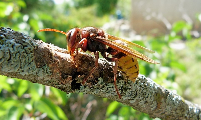 Narodni trik i prva pomoć: Evo šta odmah uraditi nakon uboda stršljena