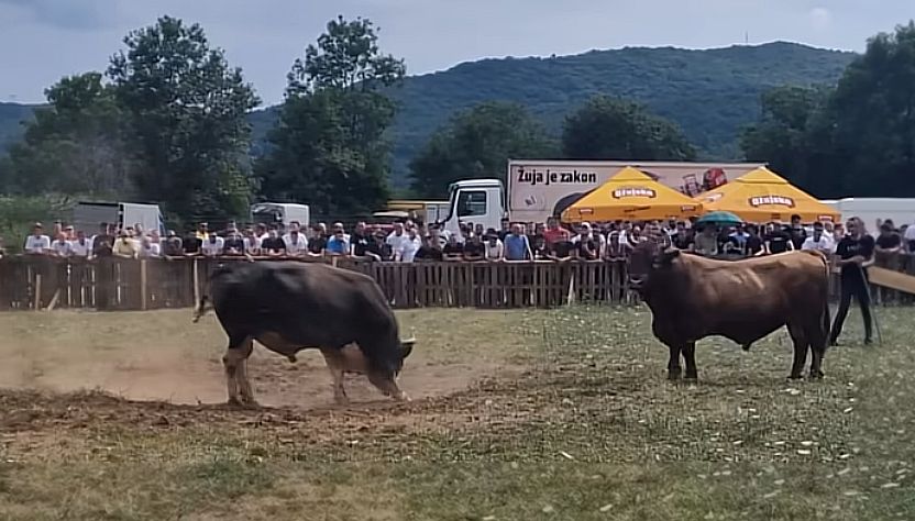 Drama tokom koride u BiH: Bik uletio u publiku, ljudi u panici bježali VIDEO
