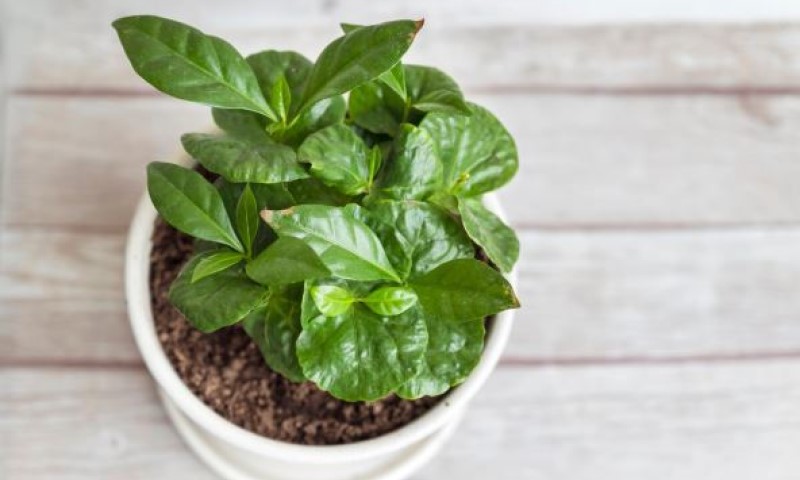 Biljka kafe u domu? Može, ali uz ovakvu njegu ima buja i mirisom sve opija