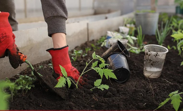 Posadite u avgustu i uživajte cijelu zimu: Cvijeće koje prkosi mrazu i uljepšava dvorište kad sve drugo vene