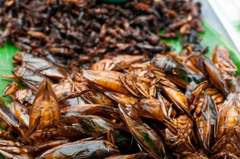 Svijet poludio za insektima: Cvrčci i skakavci glavni specijaliteti u restoranima