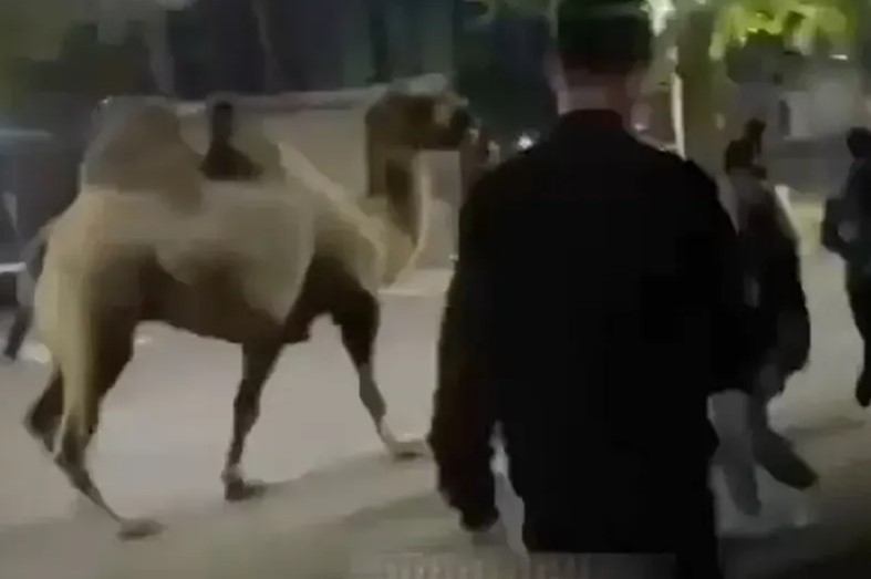 Paradirali gradom uz životinju: Ukrali kamilu iz cirkusa