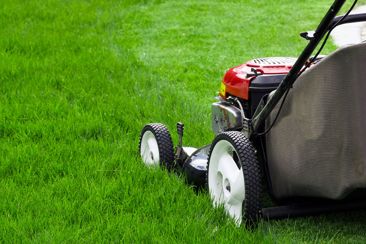 Ne kosite travu u voćnjacima: Dajte korisnim insektima šansu
