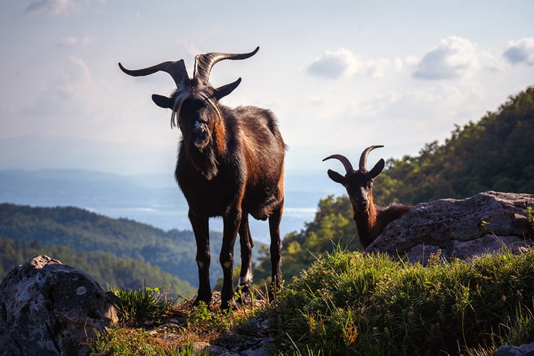 Prizor koji se rijetko sreće: Jedinstvene koze sa Kozare FOTO