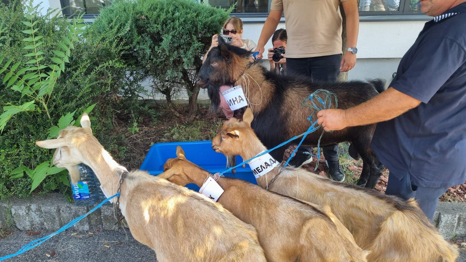 I koze protestuju u Banjaluci: “Praško, Marmilada, Trećina i Žolak” ispred Vodovoda VIDEO