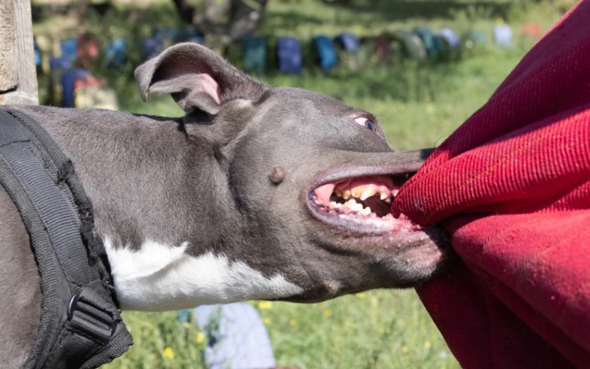 Izletio iz dvorišta: Pas izujedao devetogodišnjeg dječaka
