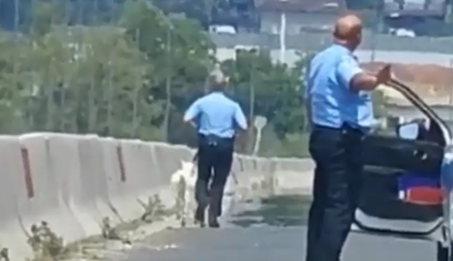 Neobična akcija: Koze izletjele na auto-put kod Laktaša, policija ih hvata