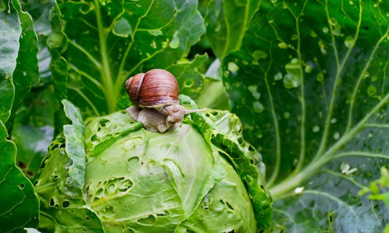 Te male napasti: Osam načina kako se riješiti puževa koji su vam naselili baštu