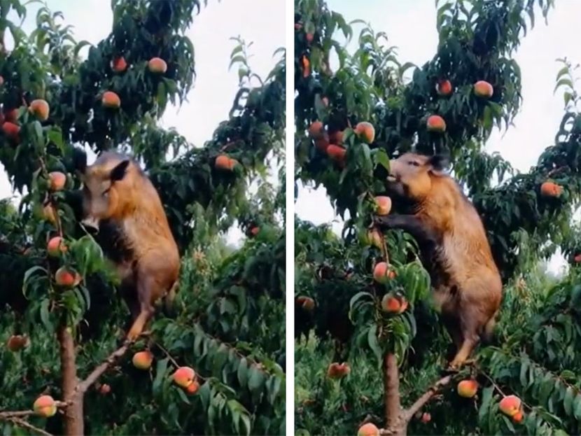 Svinje se popele na drvo, pa obrstile stablo breskvi: Gazda ne zna šta ga je snašlo VIDEO