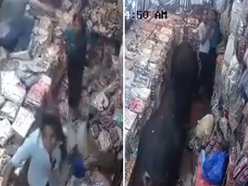 Dramatičan snimak: Dva bika se potukla u prodavnici VIDEO