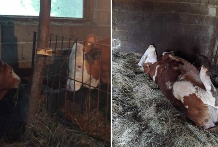 Uginula krava domaćinu: “Velika šteta, nas je puna kuća”