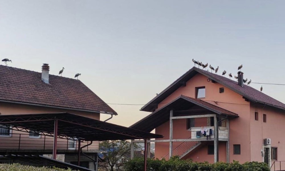 Mnoge stradaju od strujnih udara: Zaštićene bijele rode odmaraju na krovovima banjalučkih kuća