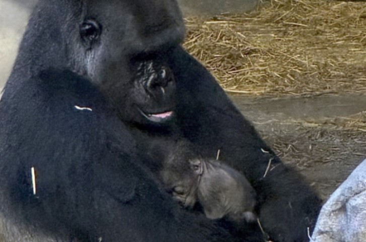 Prelijepa scena: Prva beba gorila rođena u zoološkom vrtu u Detroitu