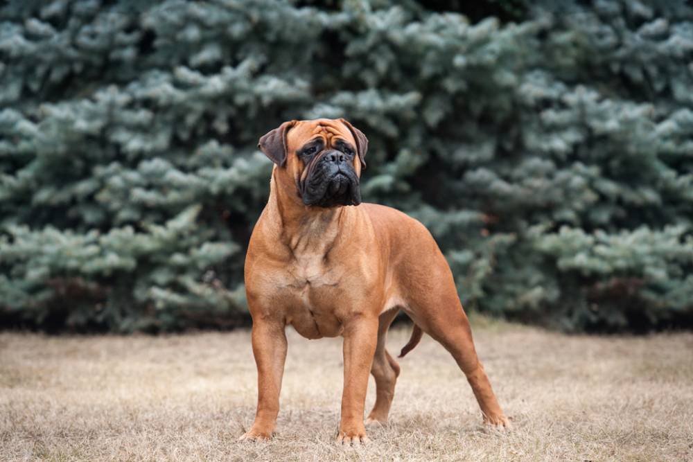 Neopravdano su na lošem glasu: Najveće zablude o velikim psima