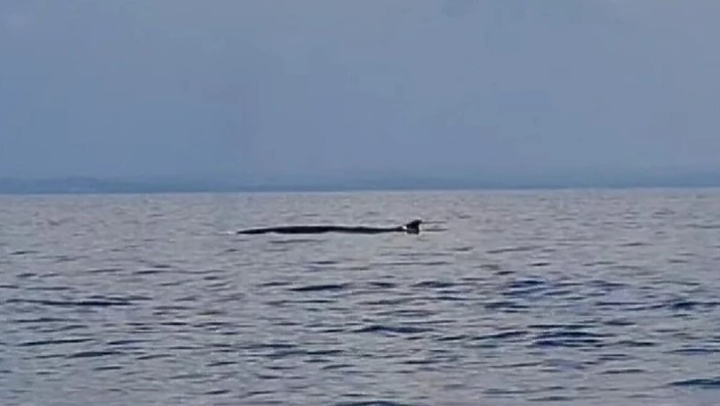 Neobičan prizor u Istri: Ovaj kit može narasti do 27 metara dužine VIDEO