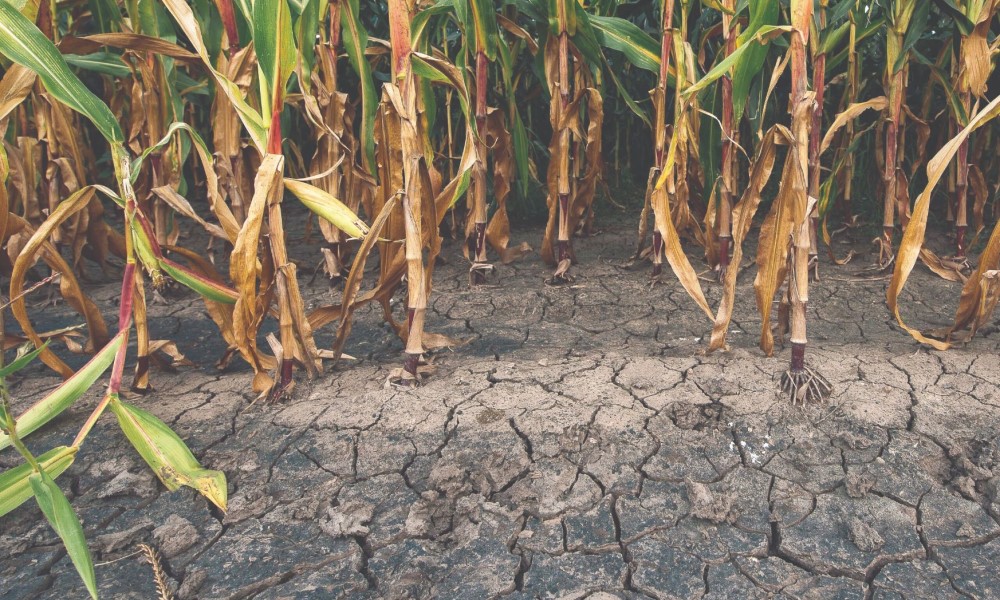 Suša uništila ovogodišnji rod kukuruza: Poljoprivrednici uputili apel vlastima