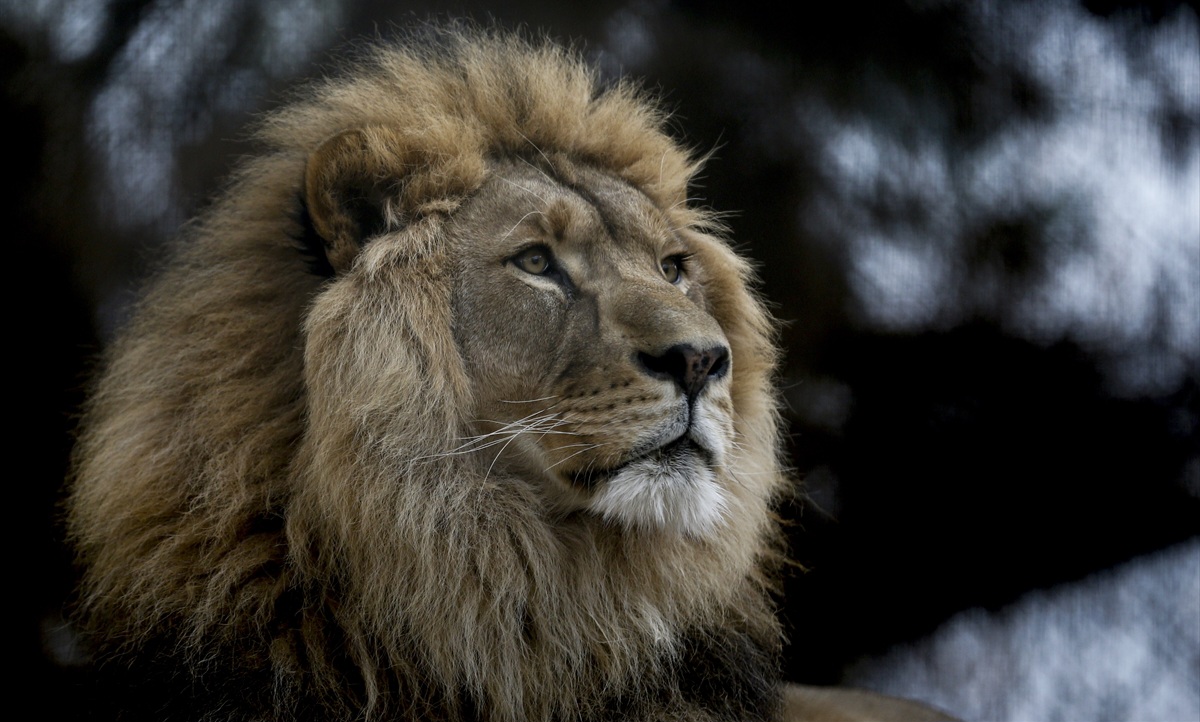 Strava i užas: Lav ubio djevojčicu od 14 godina na periferiji glavnog grada