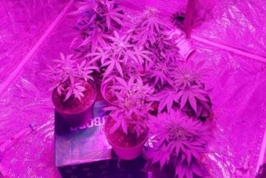 U Modriči pronađena laboratorija skanka: Zaplijenjena droga i digitalna vaga, osumnjičeni uhapšeni