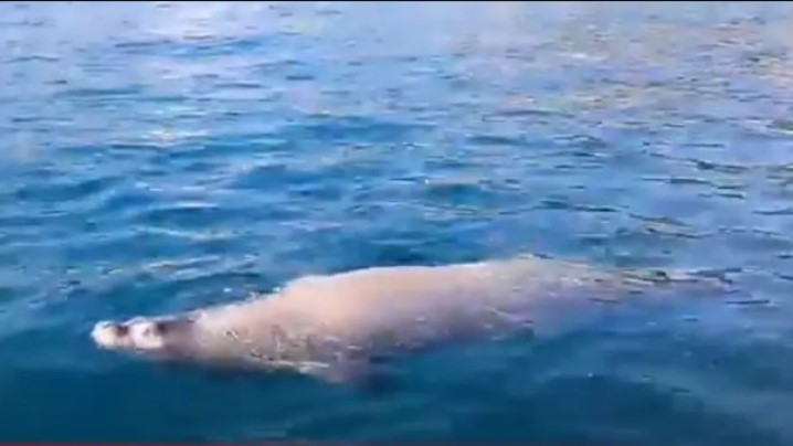 Nesvakidašnji prizor: Kod Bara u moru uočena morska medvjedica