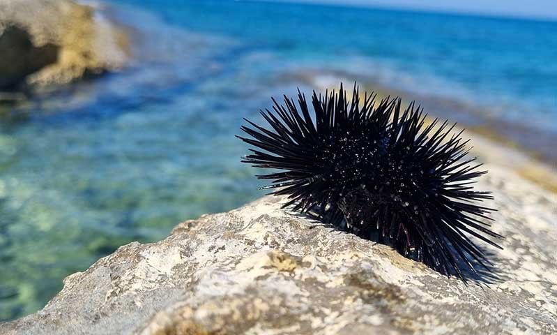 Ublažite bol: Ovo uradite ako nagazite morskog ježa