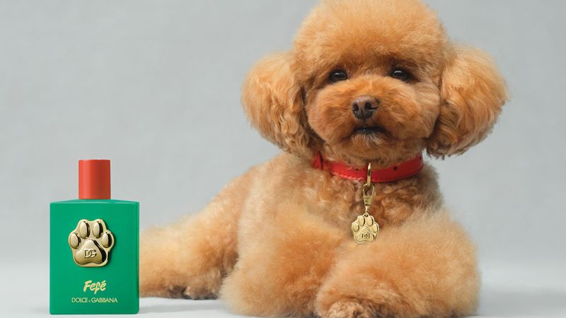 Veterinari odobrili: Dolče i Gabana lansirali luksuzni parfem za pse