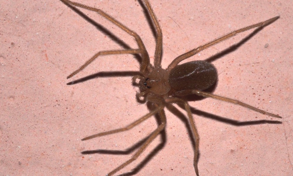 Trpio nepodnošljive bolove: Muškarac preminuo nakon ujeda pauka