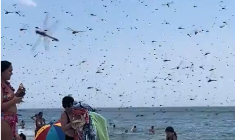 Neobična scena: Prizor sa plaže iznenadio ljude na mrežama VIDEO