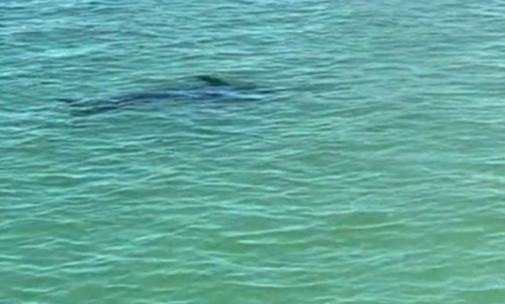 Turisti ostali zgroženi: Sabljarka napravila pometnju na plaži VIDEO