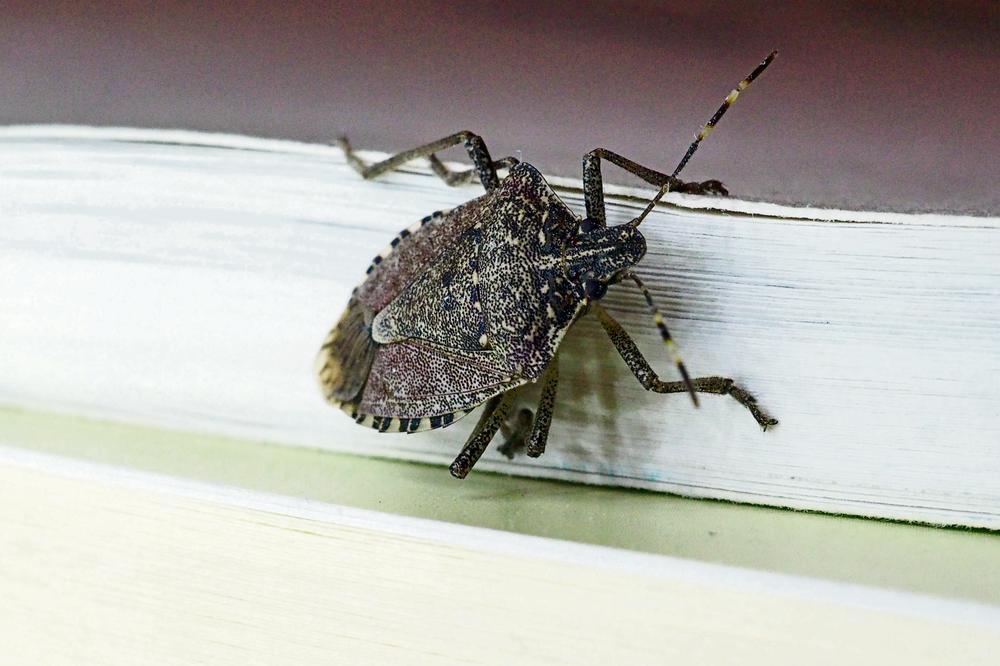 Napravite nevidljivu barijeru: Smrdibube bježe od ovoga mirisa