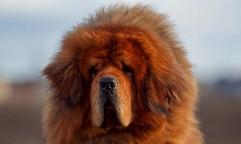 Odan i lojalan do smrti: Ovo je najskuplji pas na svijetu