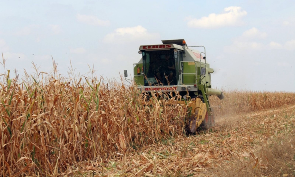 Za sve krive visoke temperature i suša: Umanjeni prinosi kukuruza, soje i suncokreta