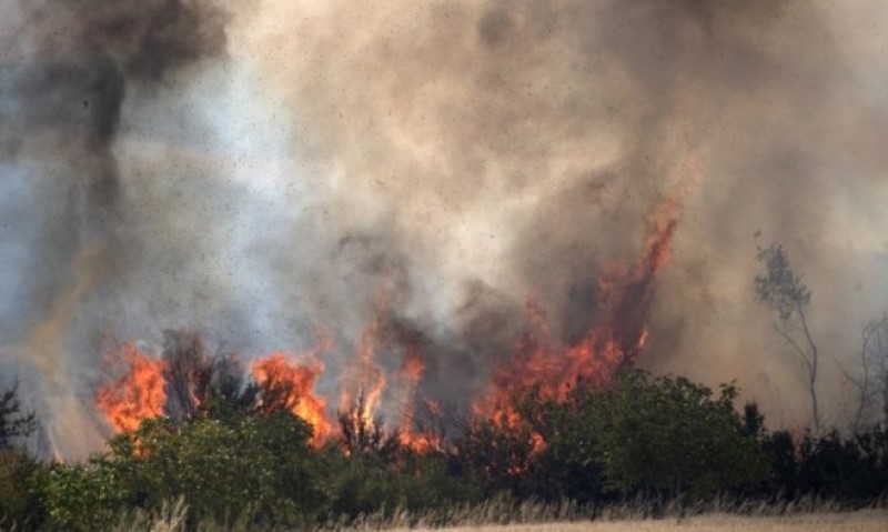 Vatru zapalio nemar: Gori šuma u Parku prirode, vatrogasci strahuju od juga FOTO